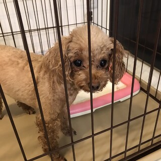 クリクリおめめの可愛いプーちゃん