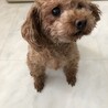 クリクリおめめの可愛いプーちゃん サムネイル2