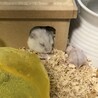 るぴか