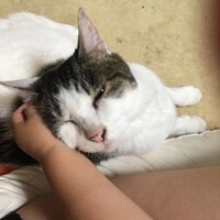 スズ