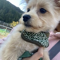 ちくわ