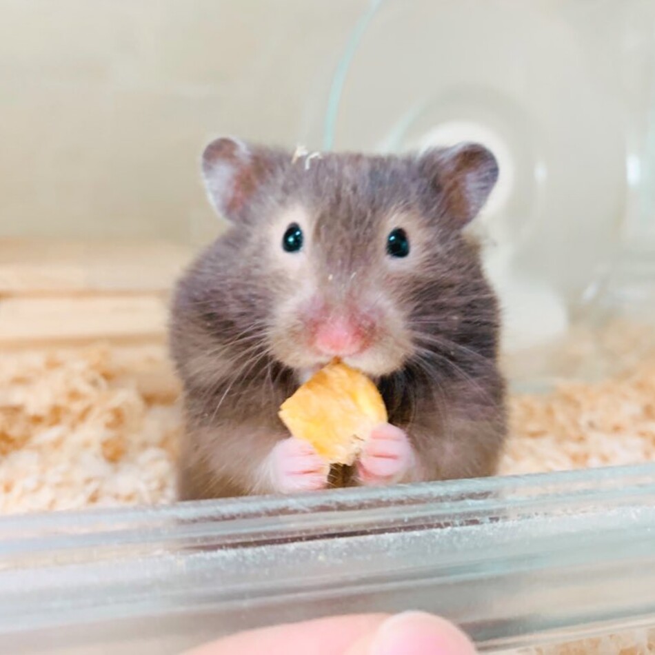 ネ ルのカバー写真