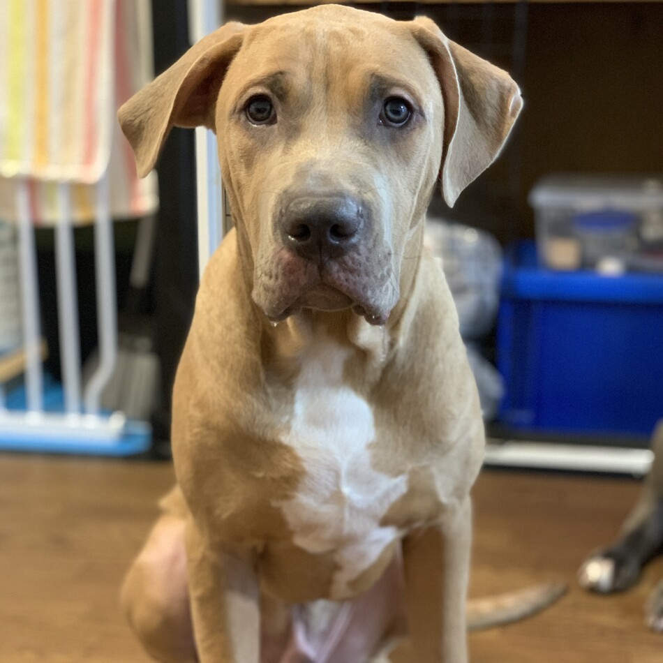 ジャアのカバー写真