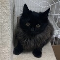 ふわふわ長毛黒猫レブくん