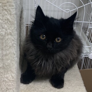 ふわふわ長毛黒猫レブくん