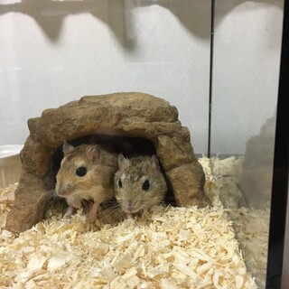 ジャイアントジャービル　オス２匹