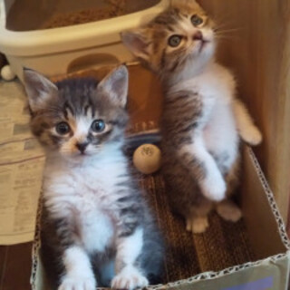 元気なキジ白男の子