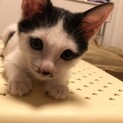 可愛い牛柄猫