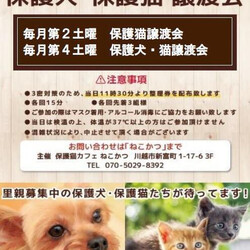 保護犬 保護猫 譲渡会inホームズさいたま中央店