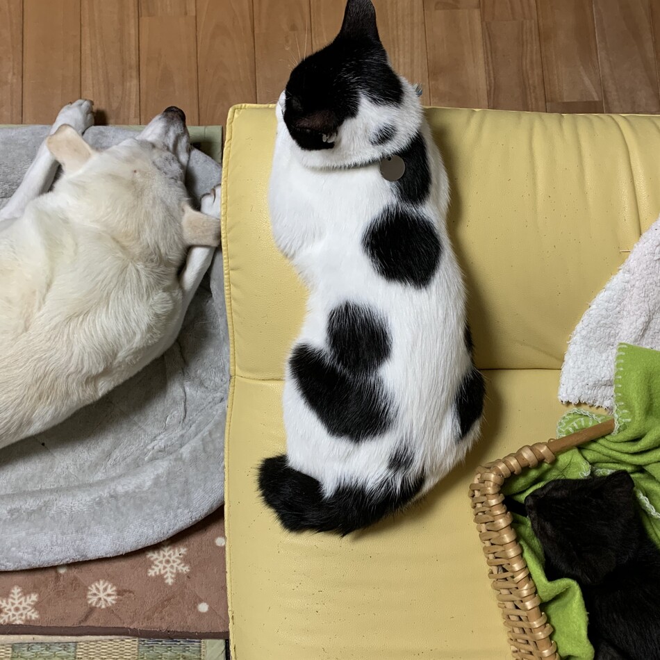 くろすけのカバー写真