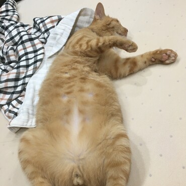 本当に人懐っこくて、気づくとこんな感じでリラックスして眠っています(笑)