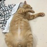 本当に人懐っこくて、気づくとこんな感じでリラックスして眠っています(笑)