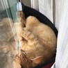 窓ぎわがお気に入りです