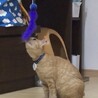 おもちゃで遊ぶよりゴロゴロするのが好き♪
