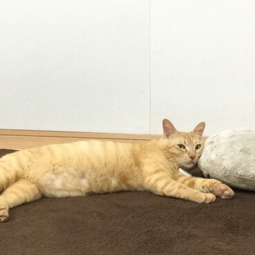 おもちゃで遊ぶよりゴロゴロするのが好き♪