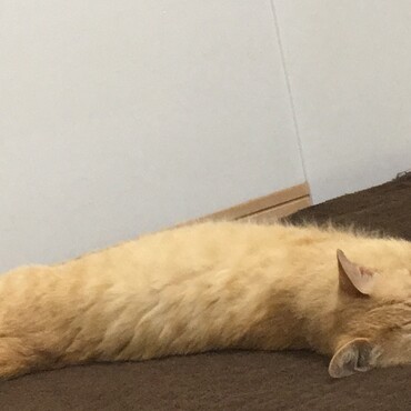 おもちゃで遊ぶよりゴロゴロするのが好き♪