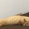 おもちゃで遊ぶよりゴロゴロするのが好き♪