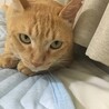 毛は短めでキレイな黄色い目をしています