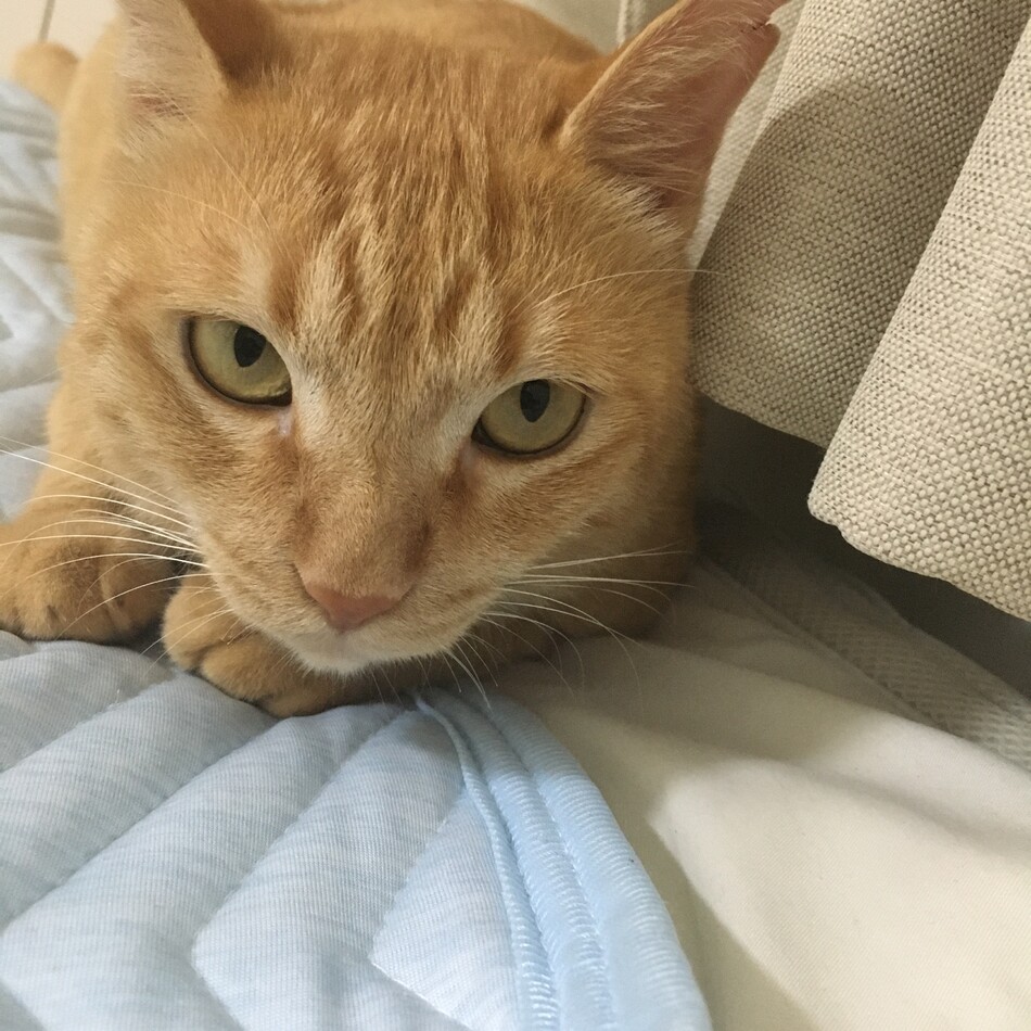 まる君のカバー写真