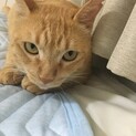 2歳猫里親募集！ﾄｲﾚお風呂OK去勢済爪とぎなし