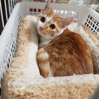 まんまるお目々の茶白ちゃん