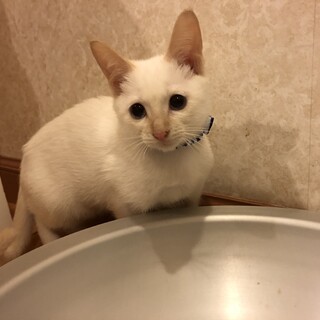困った顔ですがイケメンです！