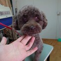盲目だけど明るく甘えん坊なトイプードル「ケンくん」