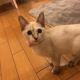 お目目ぱっちり！シャム風の可愛い女の子！
