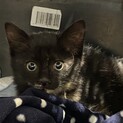 モフモフ、ゴロニャンの超可愛い子です