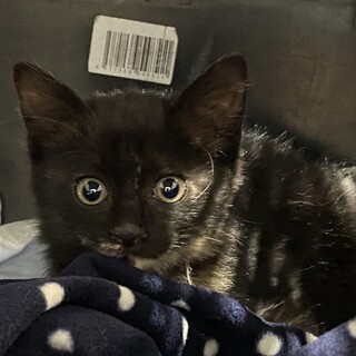 モフモフ、ゴロニャンの超可愛い子です