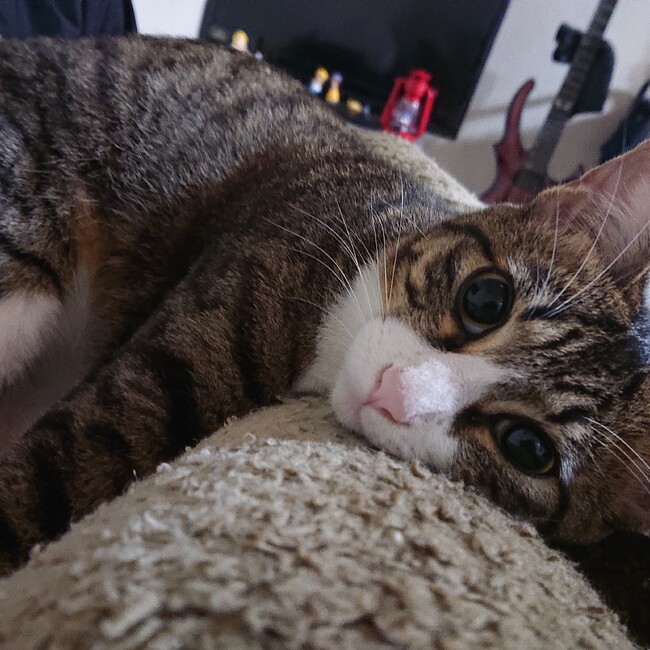 なかむしのカバー写真