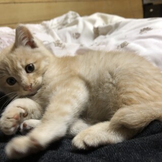 また保護してしまいました。