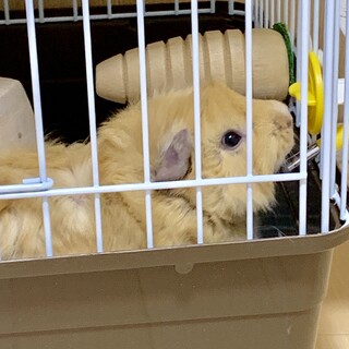 モルモットオス