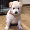 【里親様決定】バニラちゃんの幸せが見つかりました♡