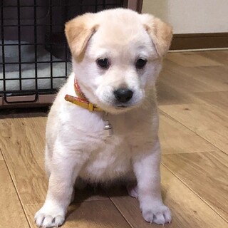 【里親様決定】バニラちゃんの幸せが見つかりました♡