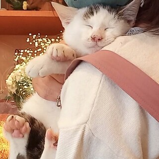 【11/22譲渡会】柄がとっても個性的な男の子