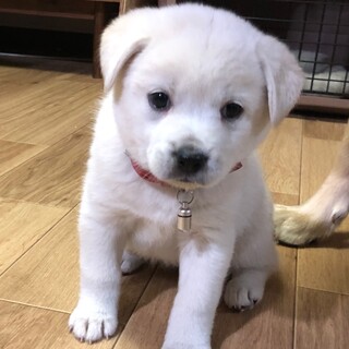【里親様決定】ホワイト♀ の幸せが見つかりました♡