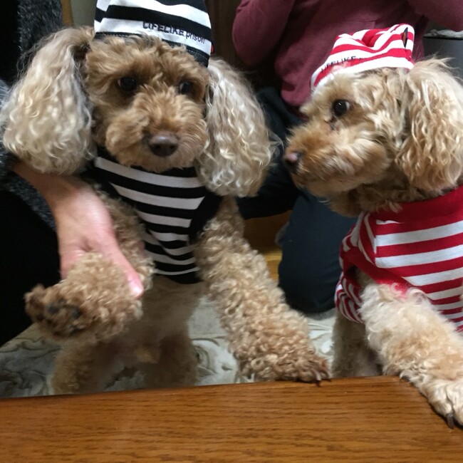 いこのおうちのカバー写真