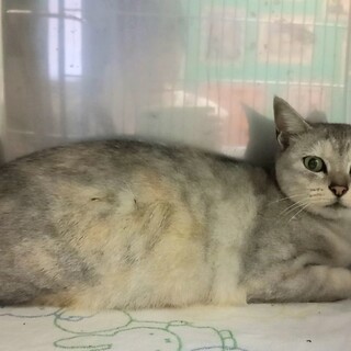 シンガプーラ風美猫　リリース予定の女の子