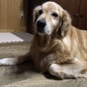 トライアル決定に付き里親募集停止致します。
