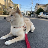 スカイ