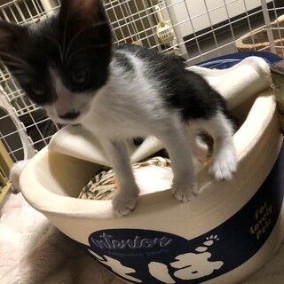 ザ・ドリフターズカトちゃん　白・黒ハチワレ①