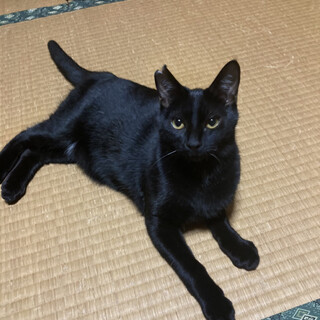 おもちゃ大好き 甘えん坊☆くーちゃん