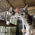 4ヶ月位のさば白の子猫ちゃんどちらも里親募集中です