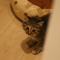 子猫三兄妹（姉弟？）のやんちゃ娘