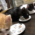 ザ・ドリフターズ仲本　黒②