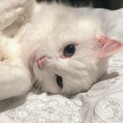 11/21(土）譲渡会参加：白猫ブルーアイ成猫