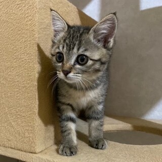 【生後1ヶ月半】人大好きな女の子です！