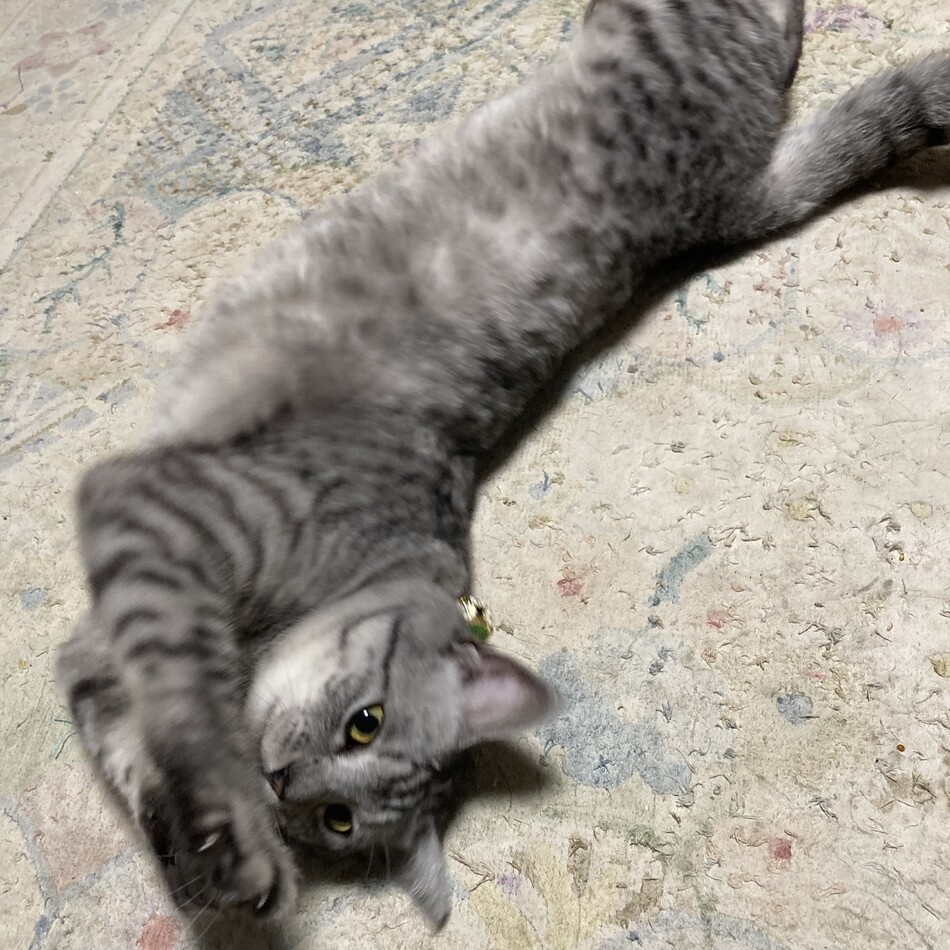 もかのカバー写真