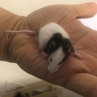 パンダマウス